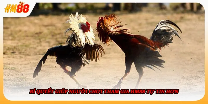 Các sảnh chơi đá gà HM88 phổ biến cho người mới bắt đầu